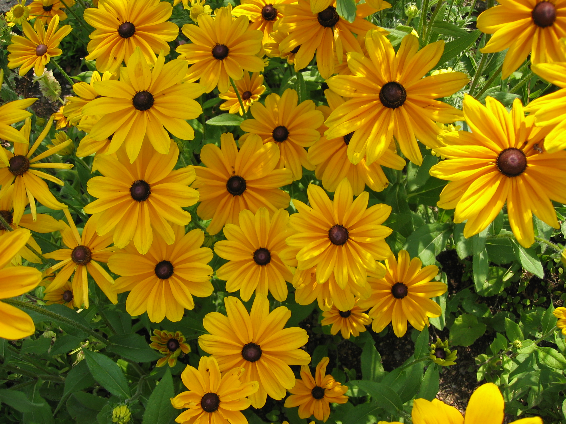 Online Plant Guide Rudbeckia Hirta Prairie Sun Prairie Sun Rudbeckia